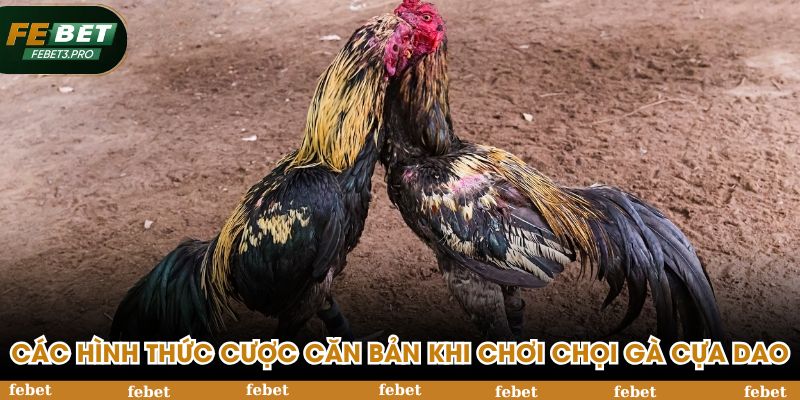 Các hình thức cược căn bản khi chơi chọi gà cựa dao