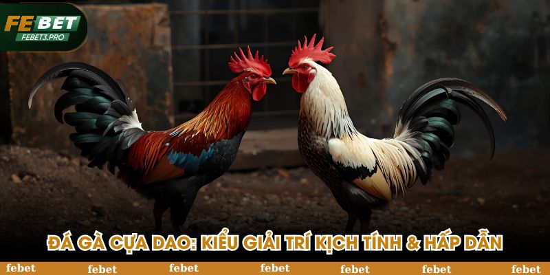 Đá gà cựa dao