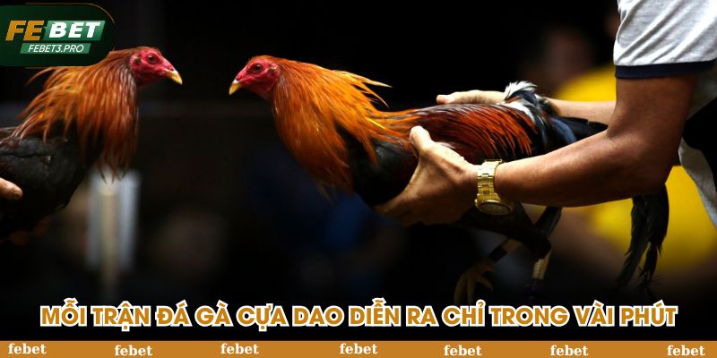 Mỗi trận đá gà cựa dao diễn ra chỉ trong vài phút