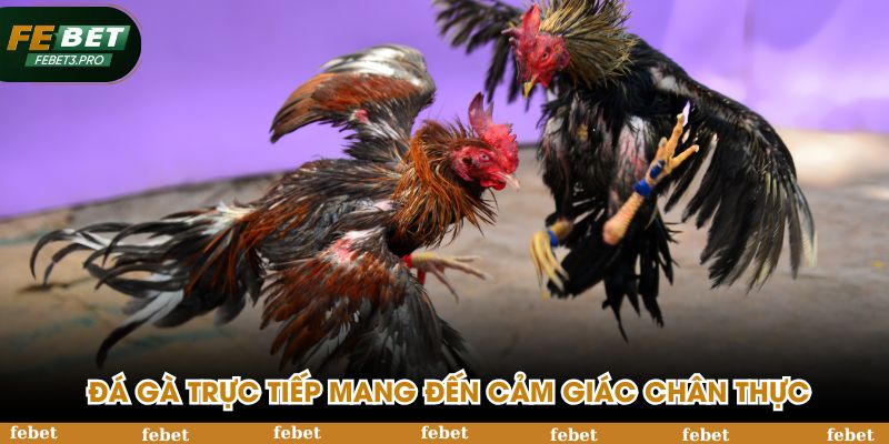 Đá gà trực tiếp mang đến cảm giác chân thực