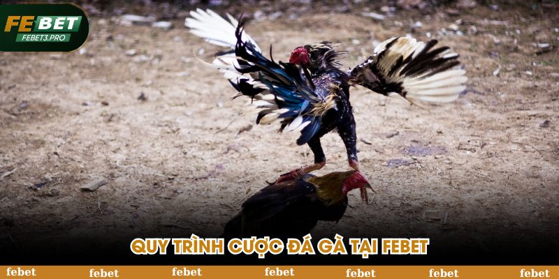 Quy trình cược đá gà tại FEBET