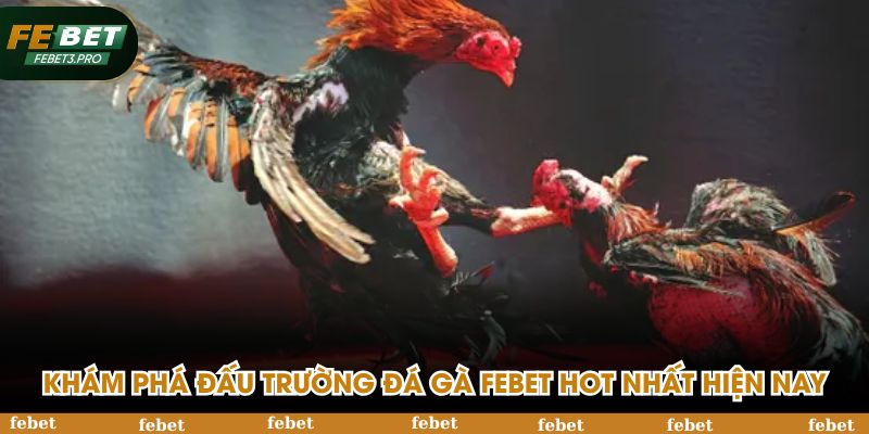 Khám phá đấu trường đá gà FEBET hot nhất hiện nay