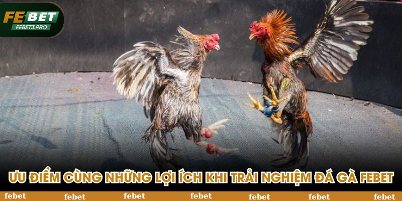 Ưu điểm cùng những lợi ích khi trải nghiệm tại đá gà FEBET